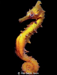 Seahorse by Min Seok Jeon 